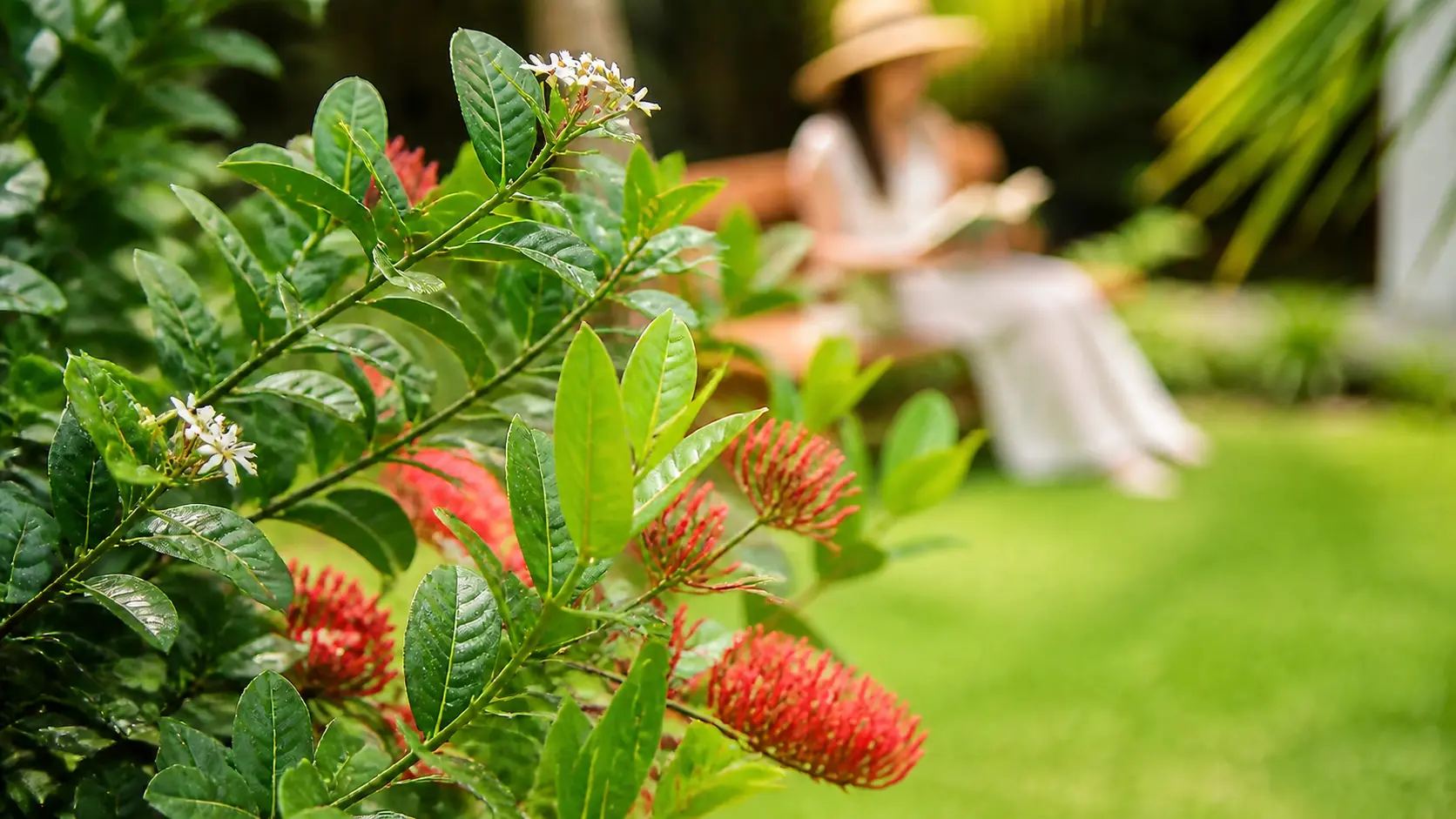 Flowering plants in the tropical garden